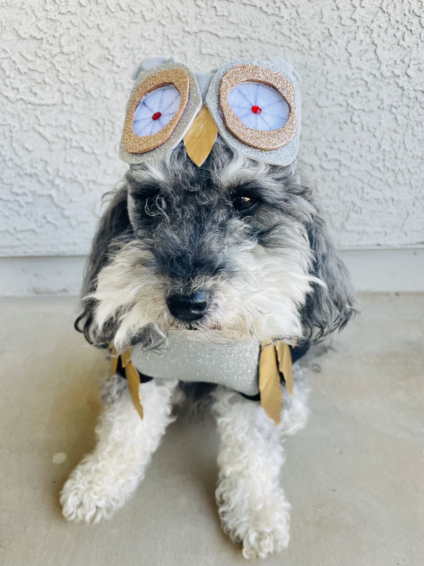 Handmade Clash Of The Titans Owl BUBO Dog Costume Small