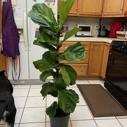 5 Foot Tall Fiddle Leaf Fig  Healthy Bushy Tall Big  Decorative Pots & Delivery Available Thumbnail