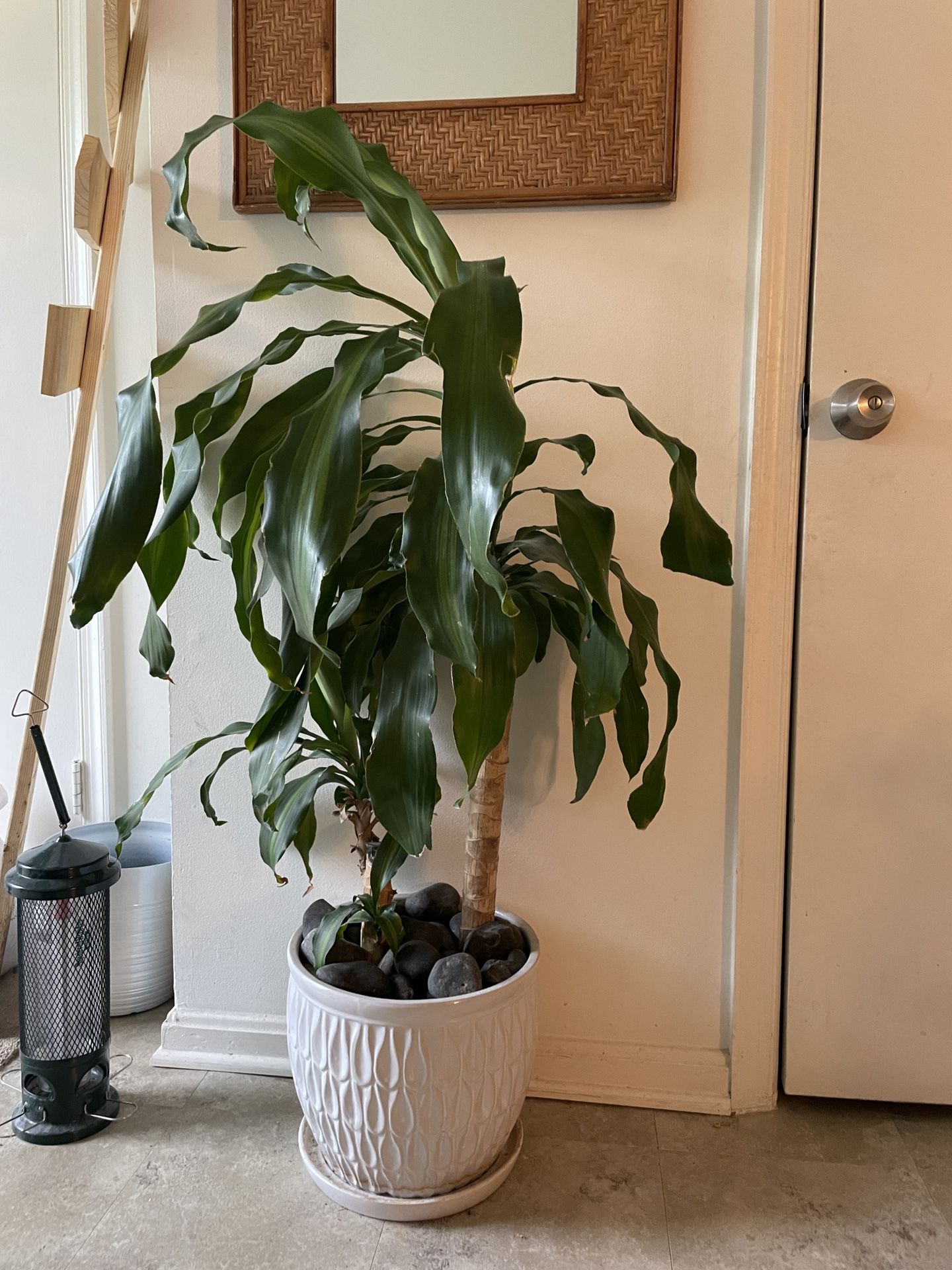 Various House Plants For sale 