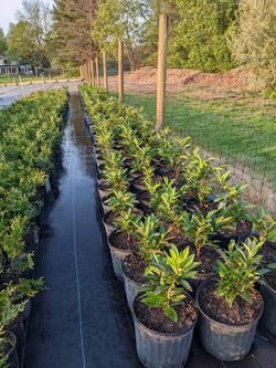 Skip Laurel Plants Thumbnail