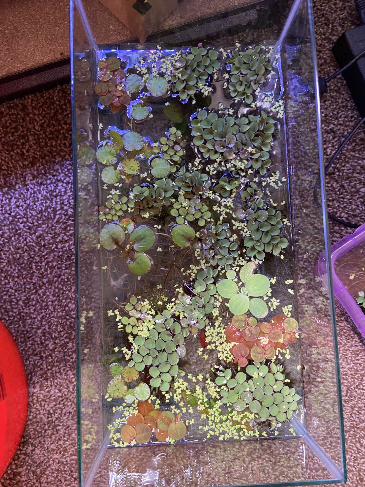Aquarium plants for a fish tank (6 Speices Pack)