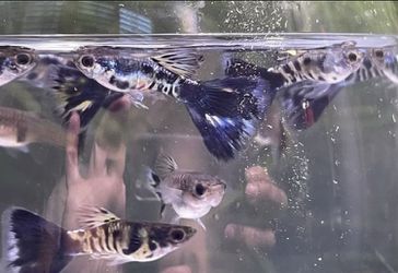 Live Baby Guppy Fish! (Rare Traited)  Thumbnail