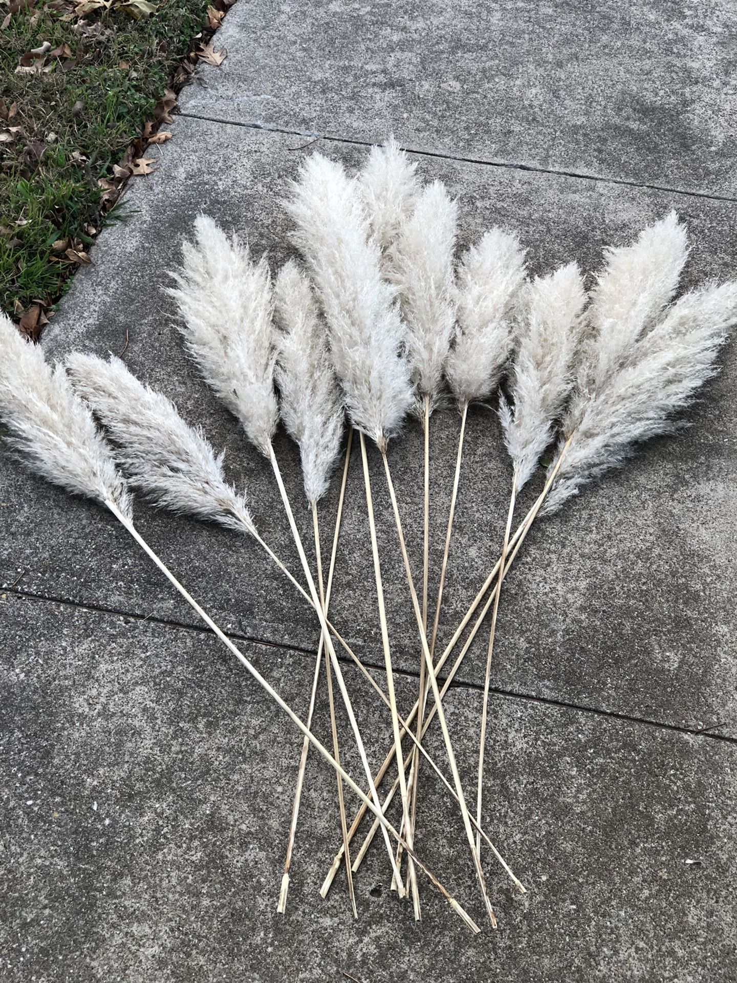Pampas Stems
