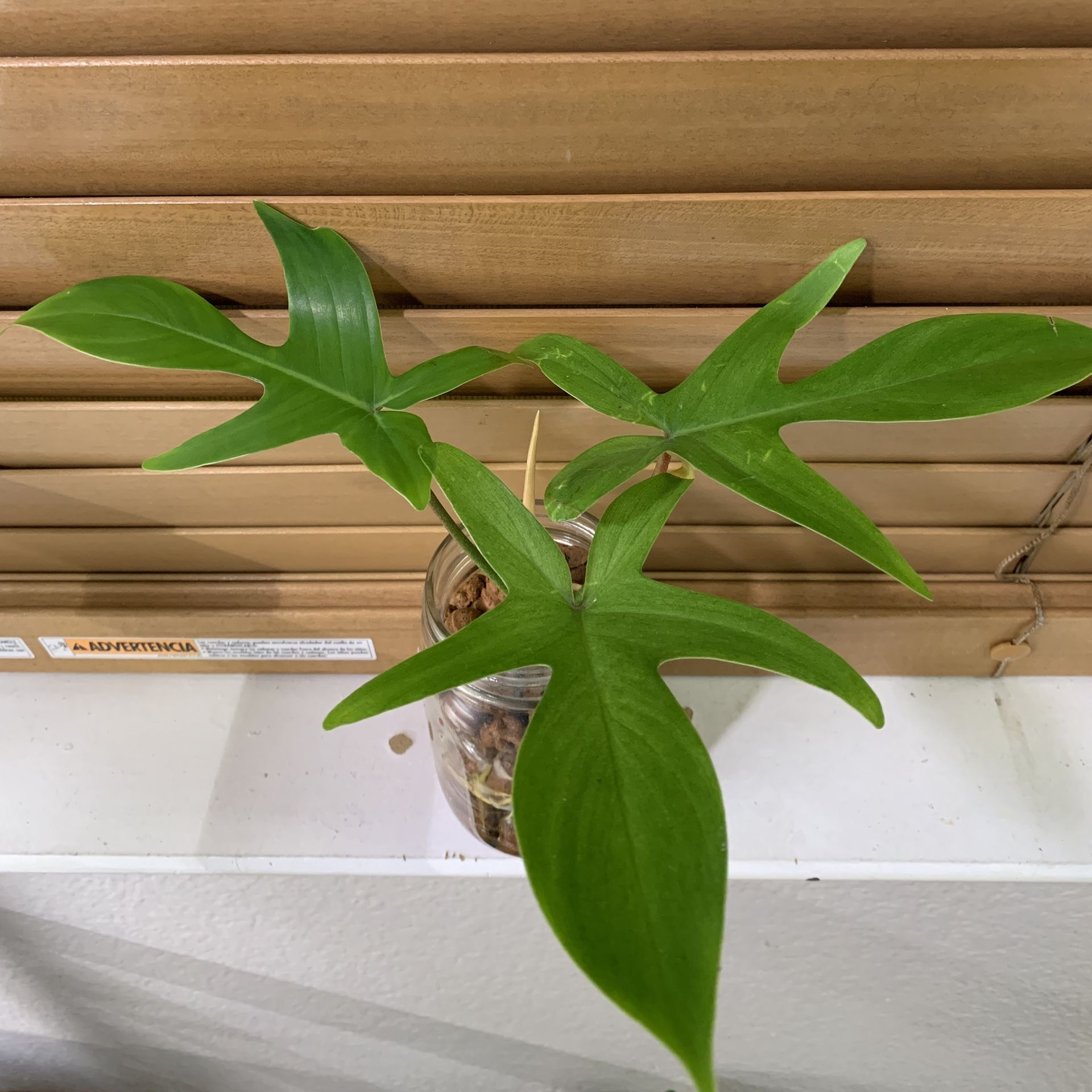 Philodendron Florida Ghost