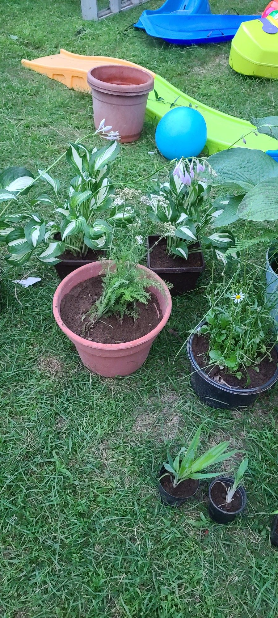 Live Perennials In Pots YUCCA, YARROW, HOSTAS, DAISY, BAMBOO, WATER PLANTS