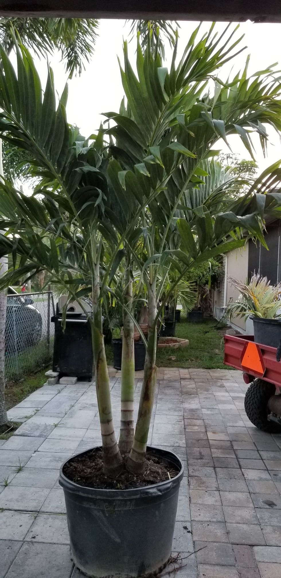 Triple Christmas Palms for Sale in Bokeelia, FL OfferUp