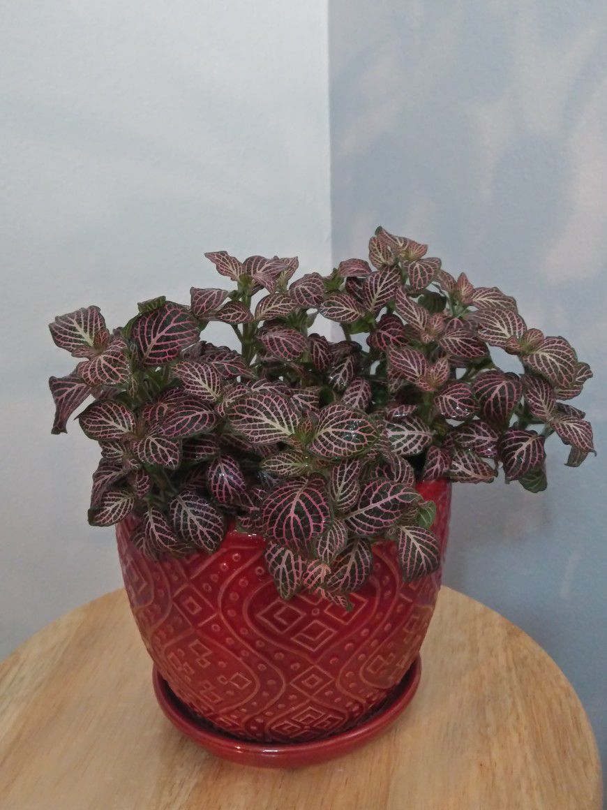 Fittonia Pink Angel