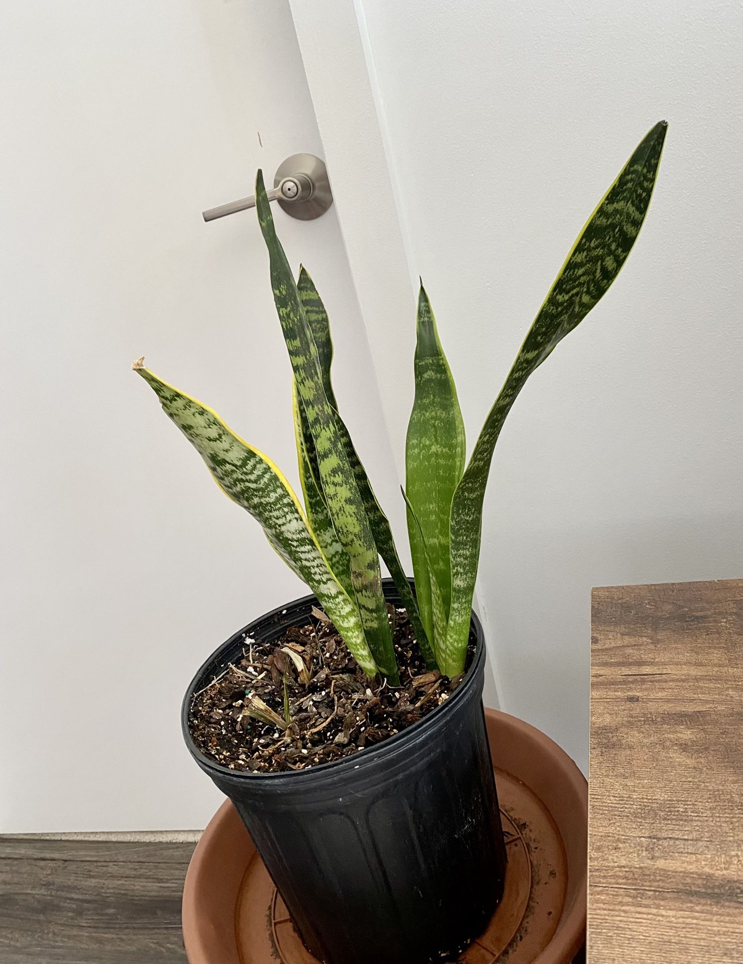 Potted Snake Plant
