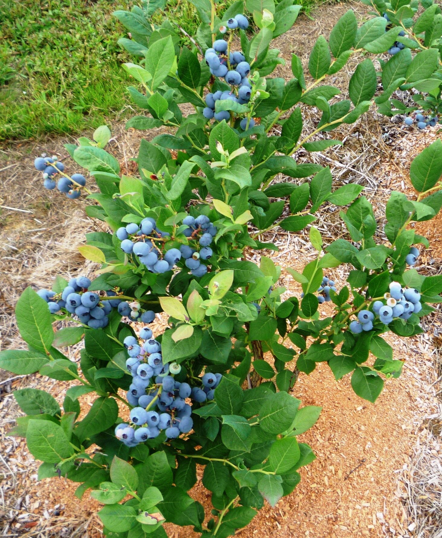 Elliott Blueberry Bushes for Sale in Puyallup, WA OfferUp