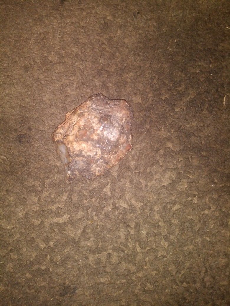 Fossilized Dinosaur Poop