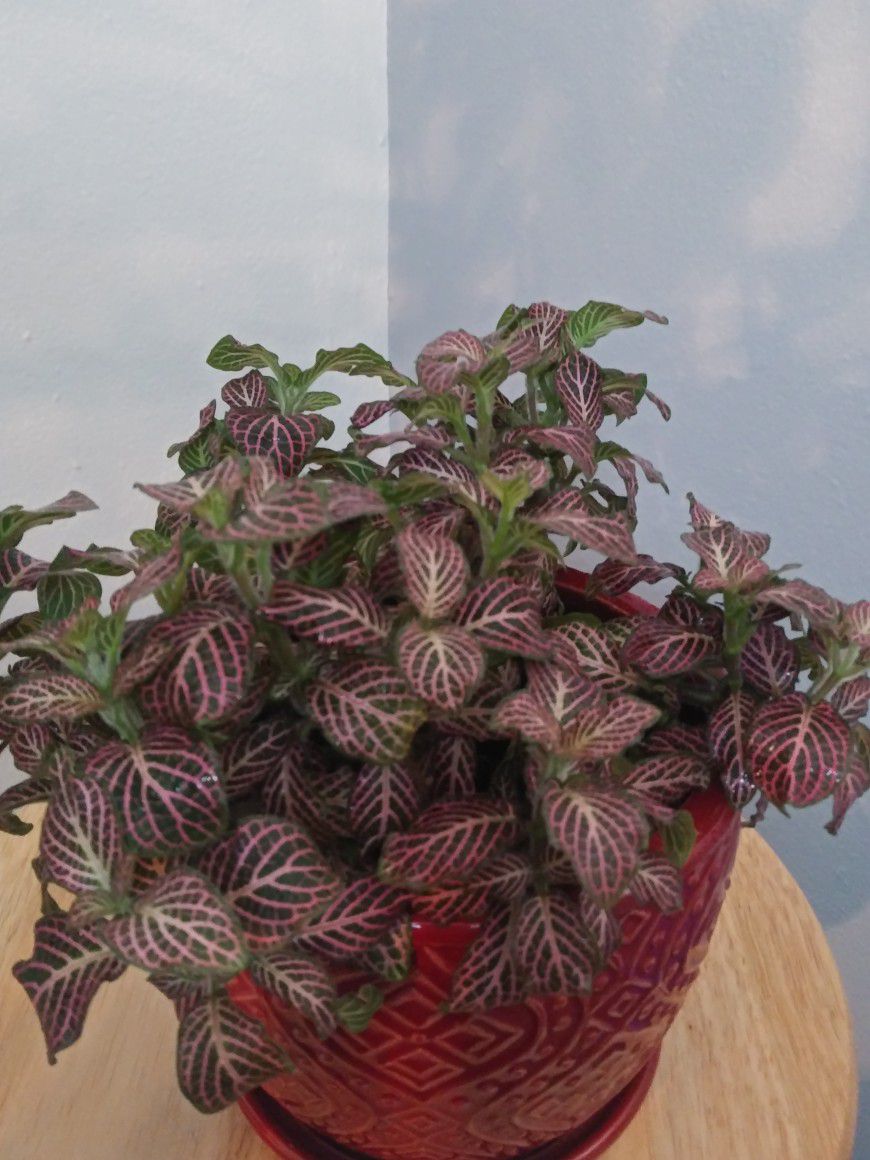 Fittonia Pink Angel