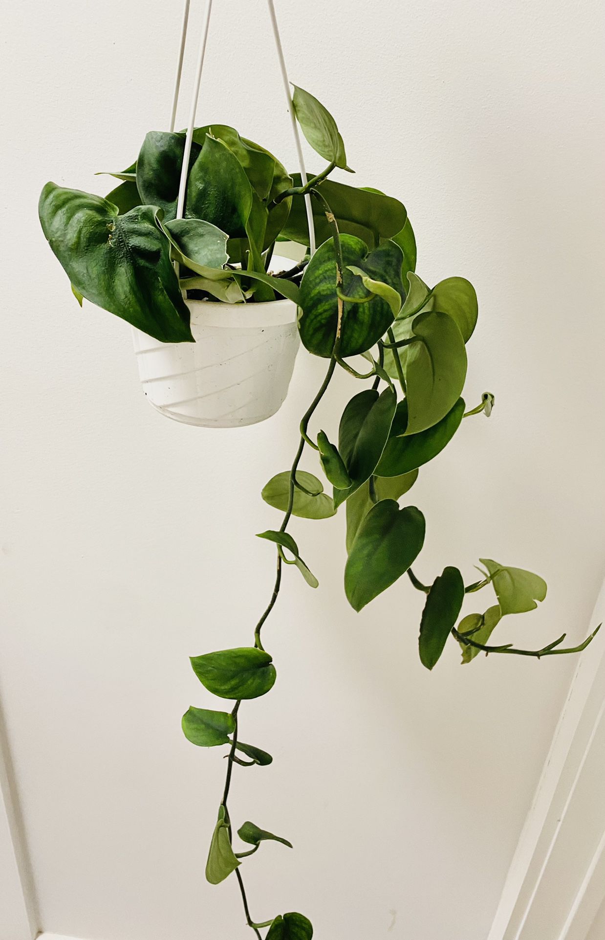 Scindapsus Jade Satin Plant 5” Hanging Pot 