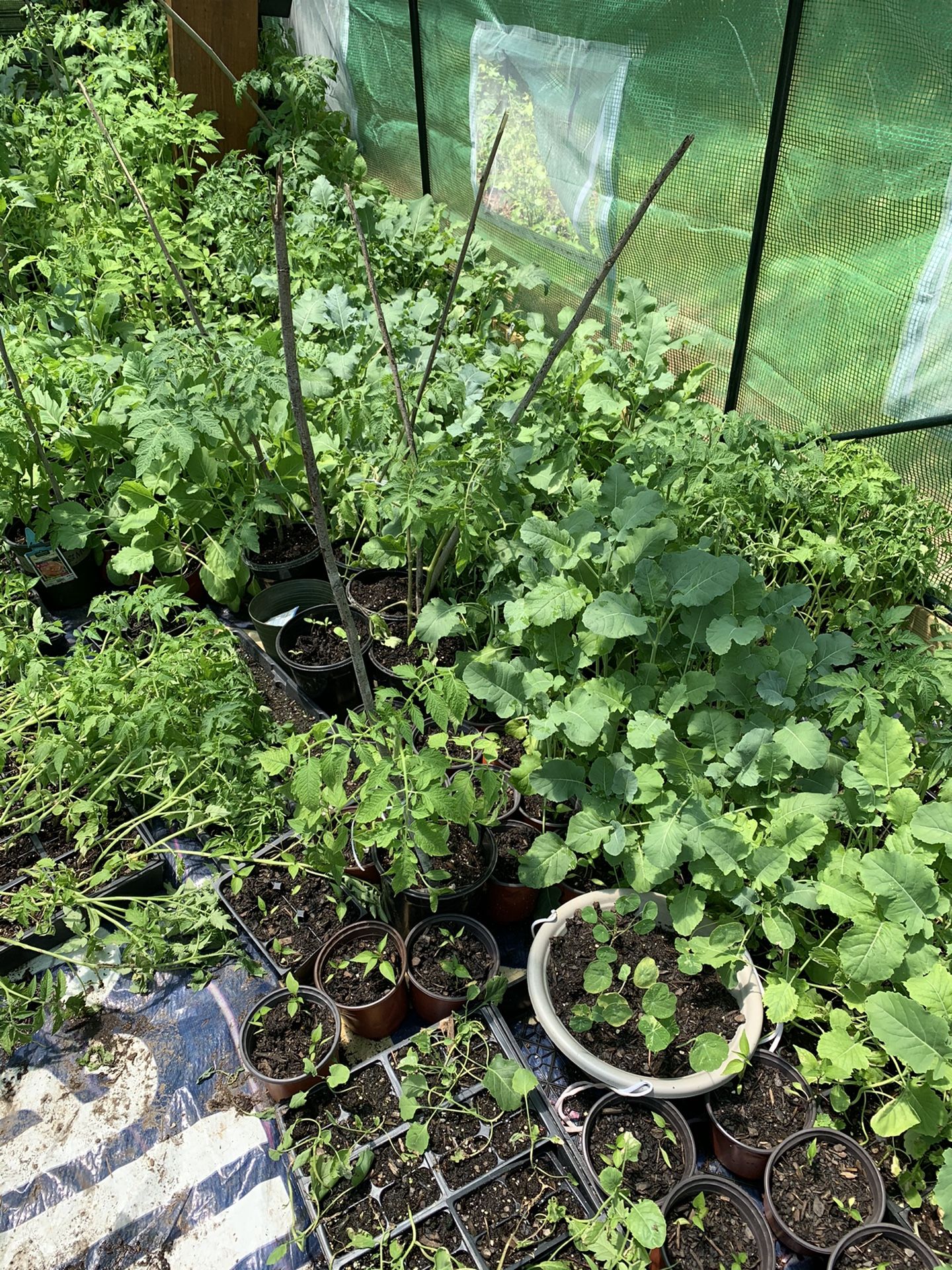 VEGETABLE PLANTS