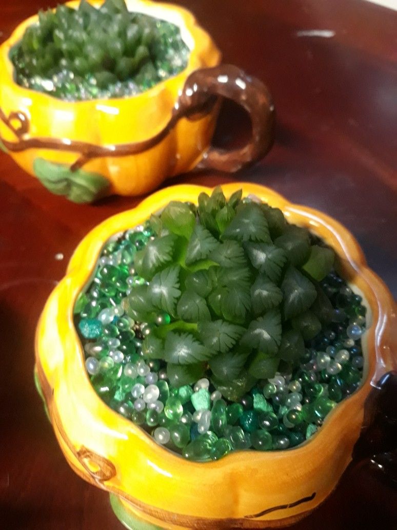 Pumpkin Cup With Cooperii Suc.