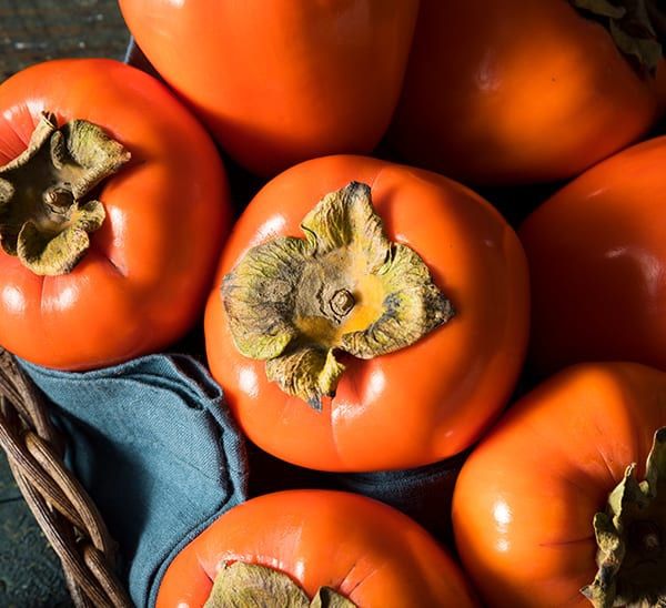 Organic Young Chocolate Persimmon Tree