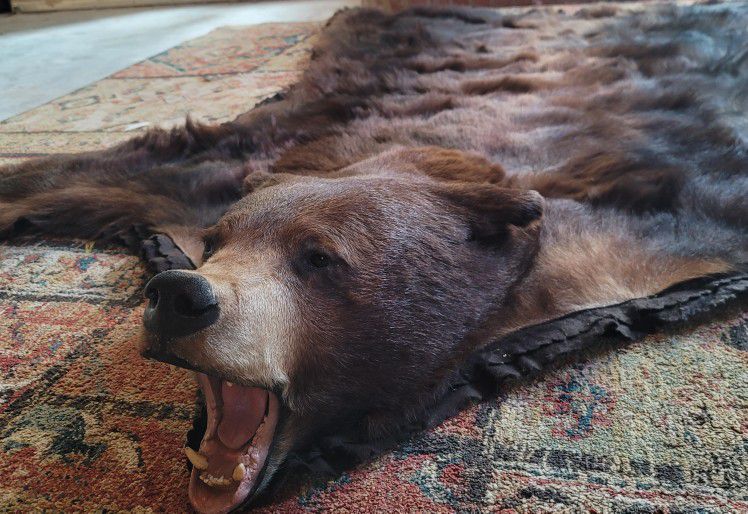Grizzly Bear Rug Taxidermy Oso, How Much Is A Black Bear Skin Rug Worth