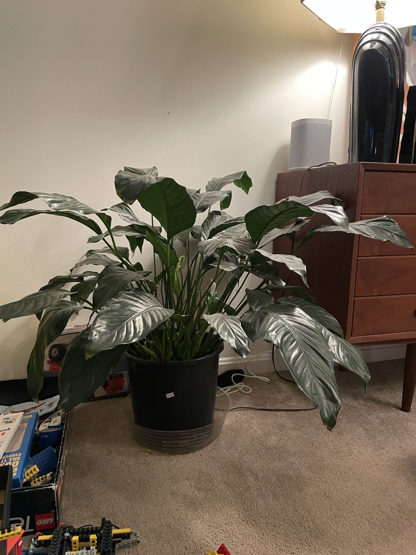 Various House Plants For sale