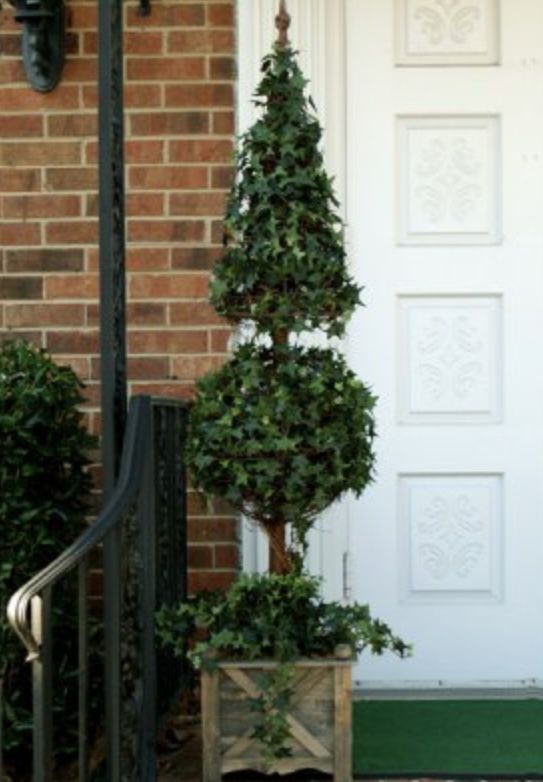 64" Star Ivy Cone/ball Topiary