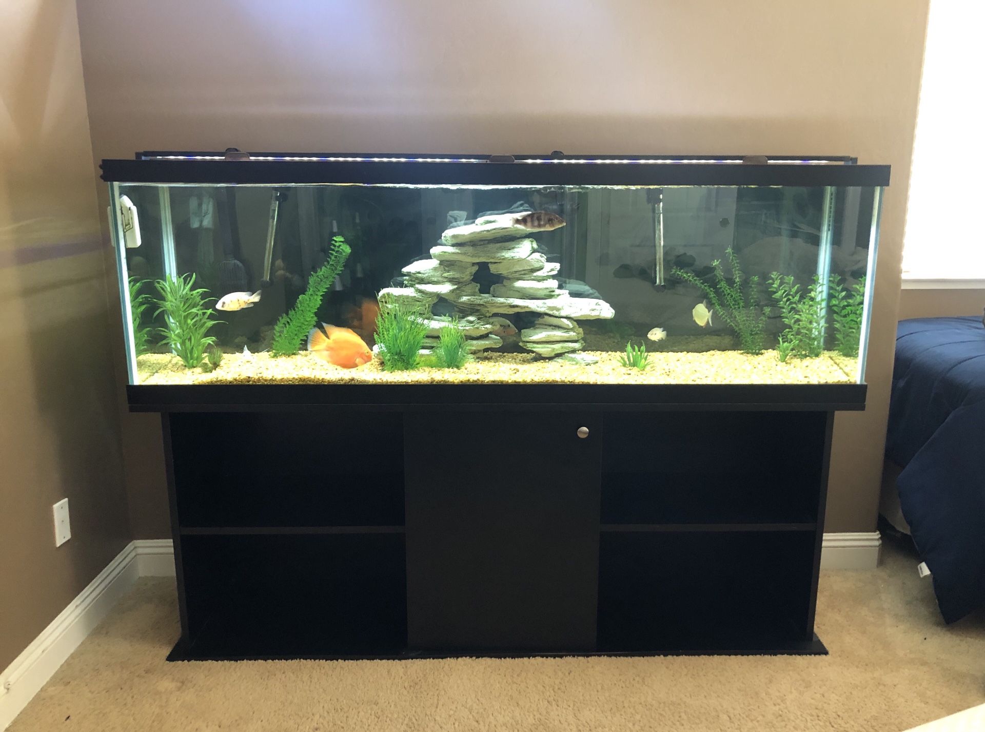 125 gallon aquarium (EVERYTHING included) for Sale in Visalia, CA - OfferUp