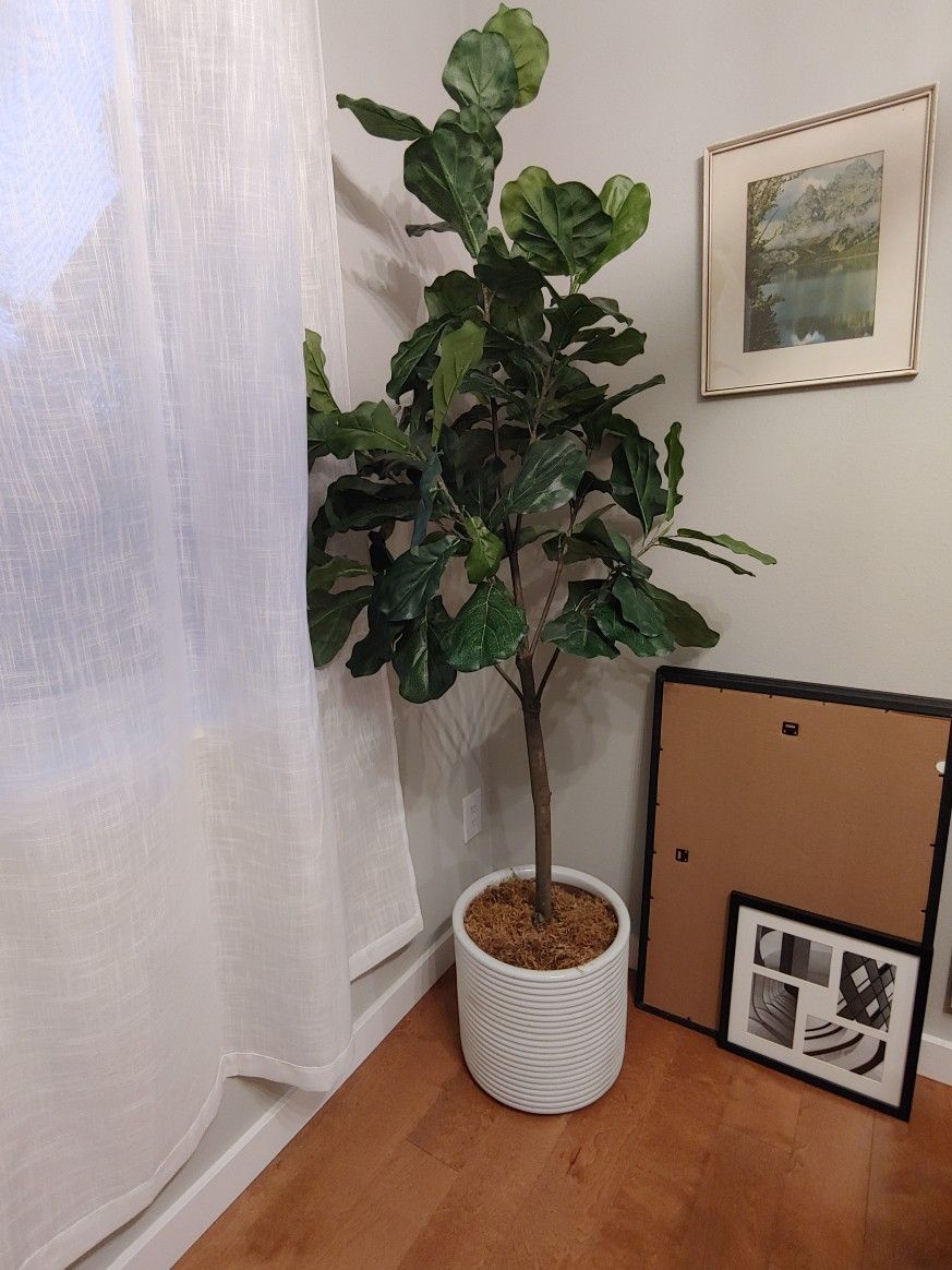 Fake Fiddly Fig Tree for Sale in Kenmore, WA OfferUp