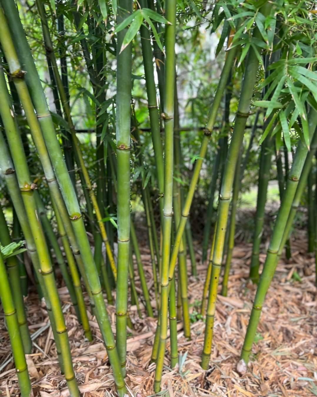 Bamboo Privacy Screening
