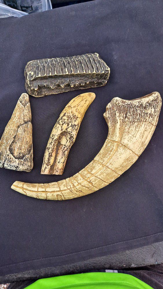 Replicas Of Tooth of Dinosaur 