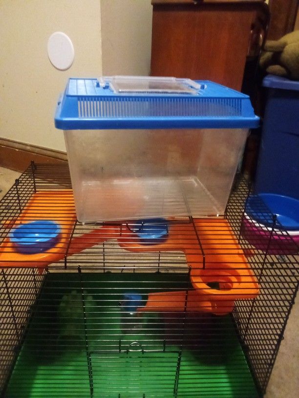 Beta Fish Tank