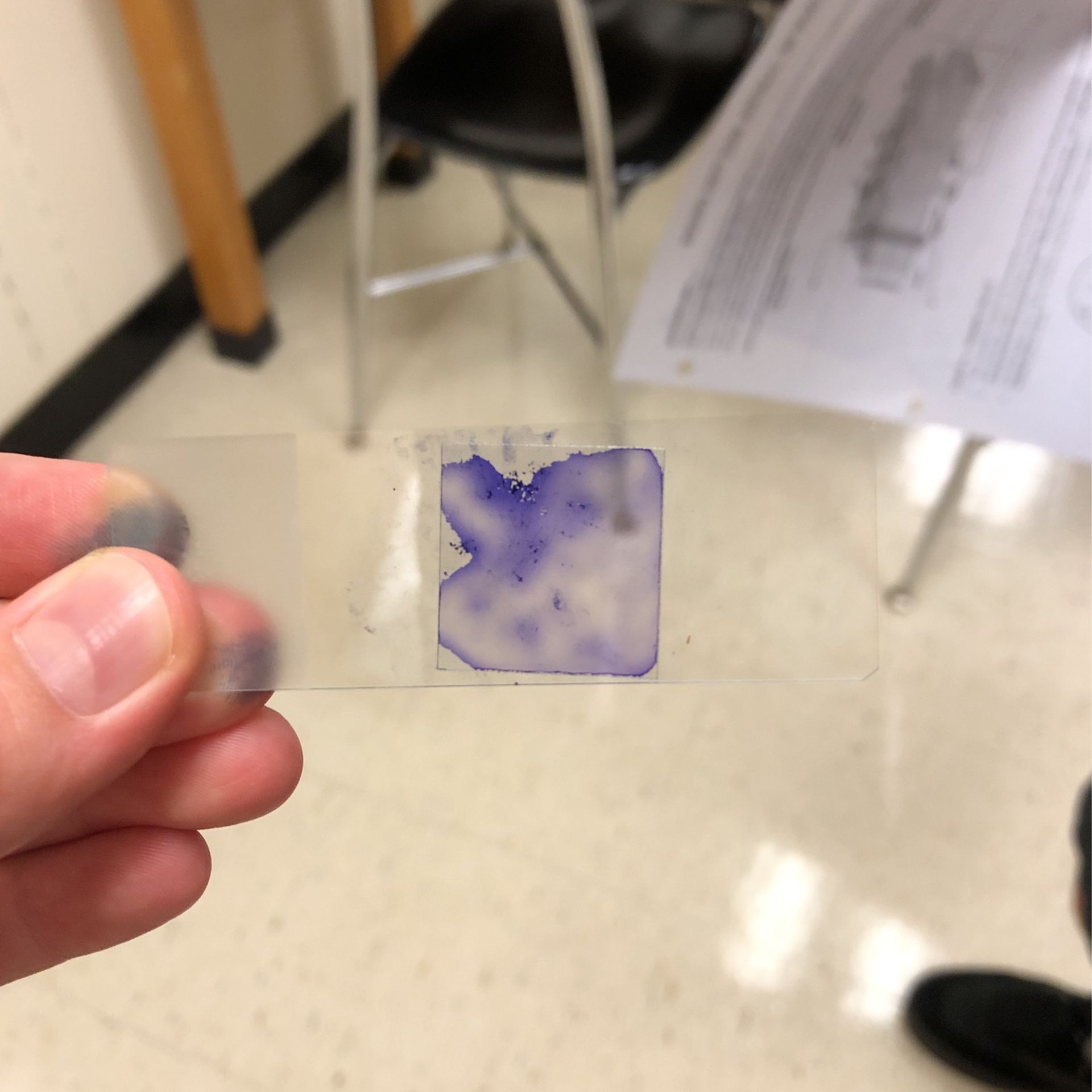 My Cheek Cells