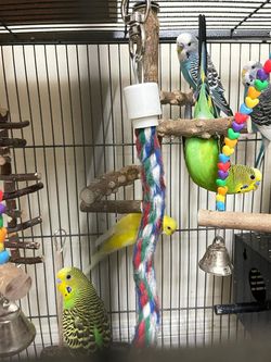 Parrot 🦜 Birds Thumbnail
