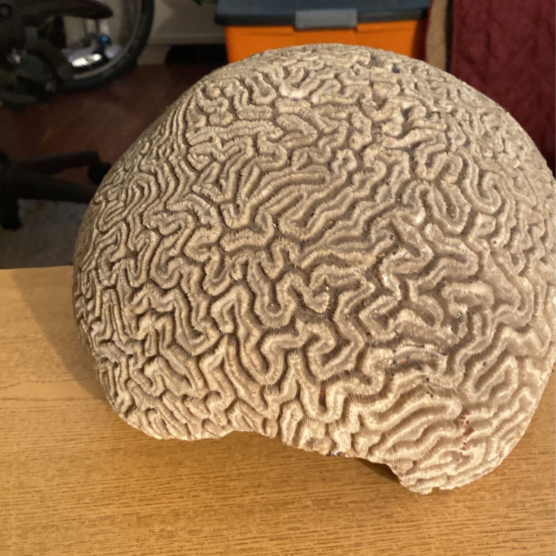 Brain coral