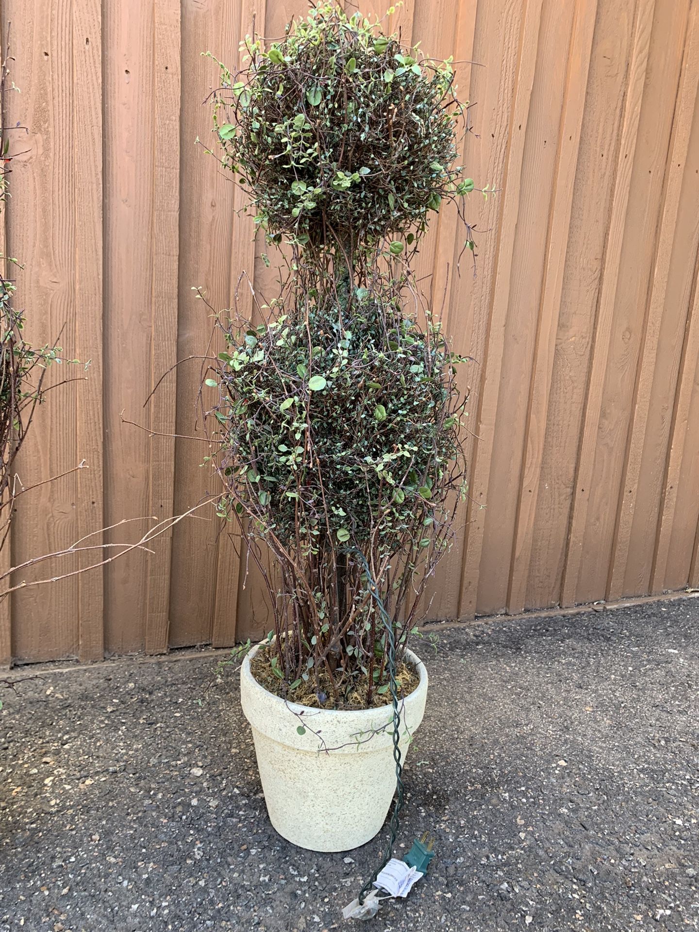 Lighted Topiary Pair - Home Furnishings