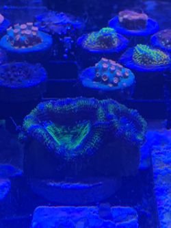 Coral Frags Lps And Sps Thumbnail