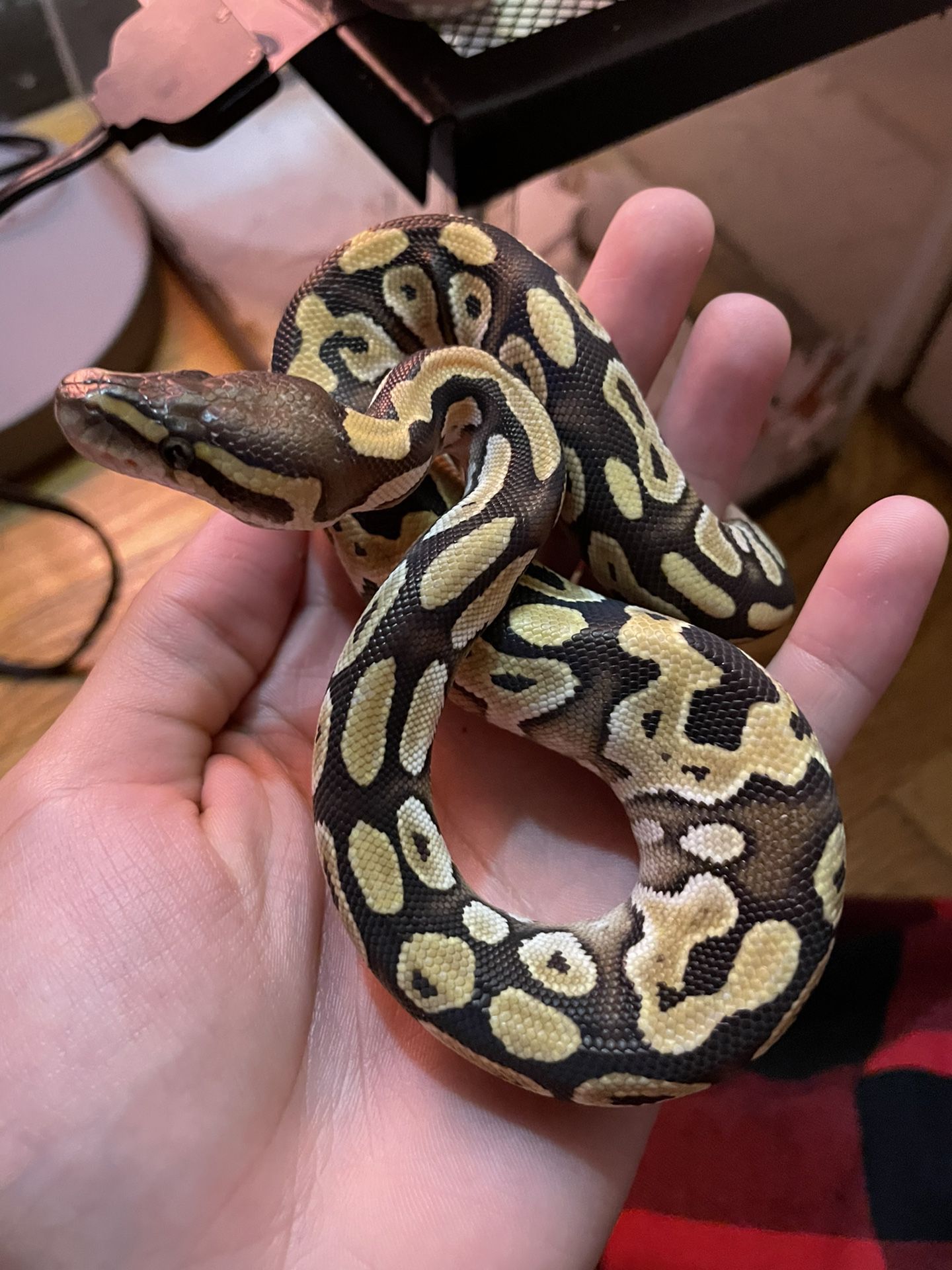 Ball Python stuffed Animal