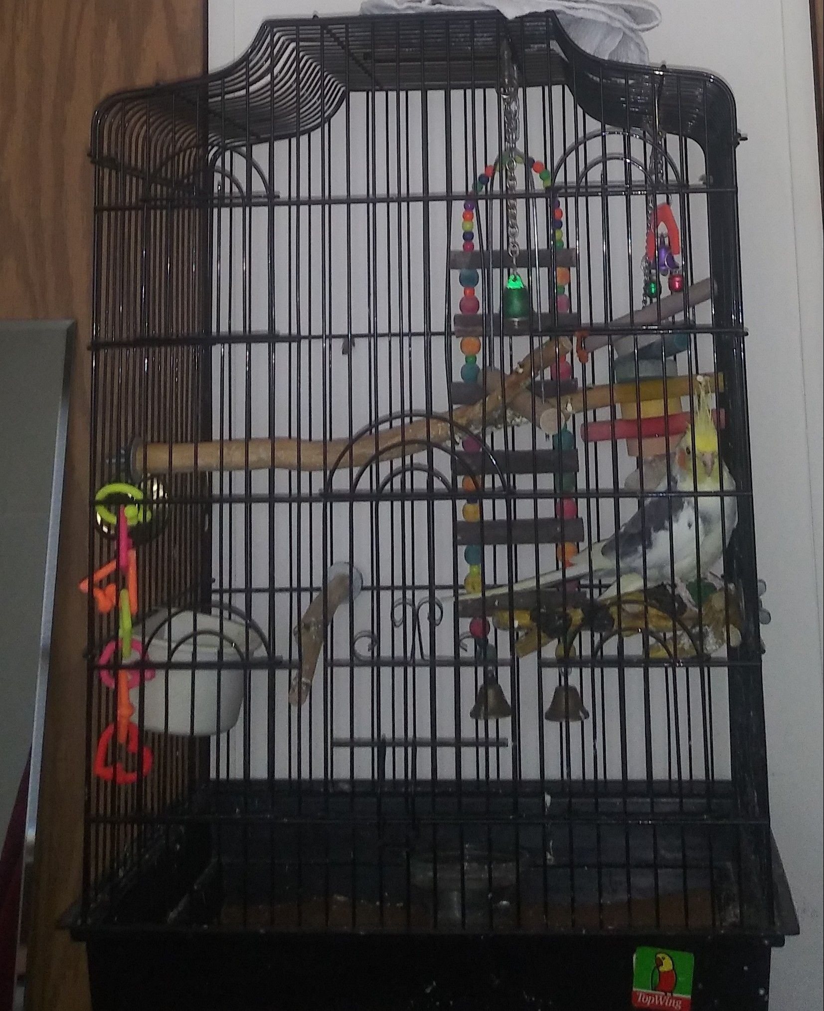Bird... bird cage