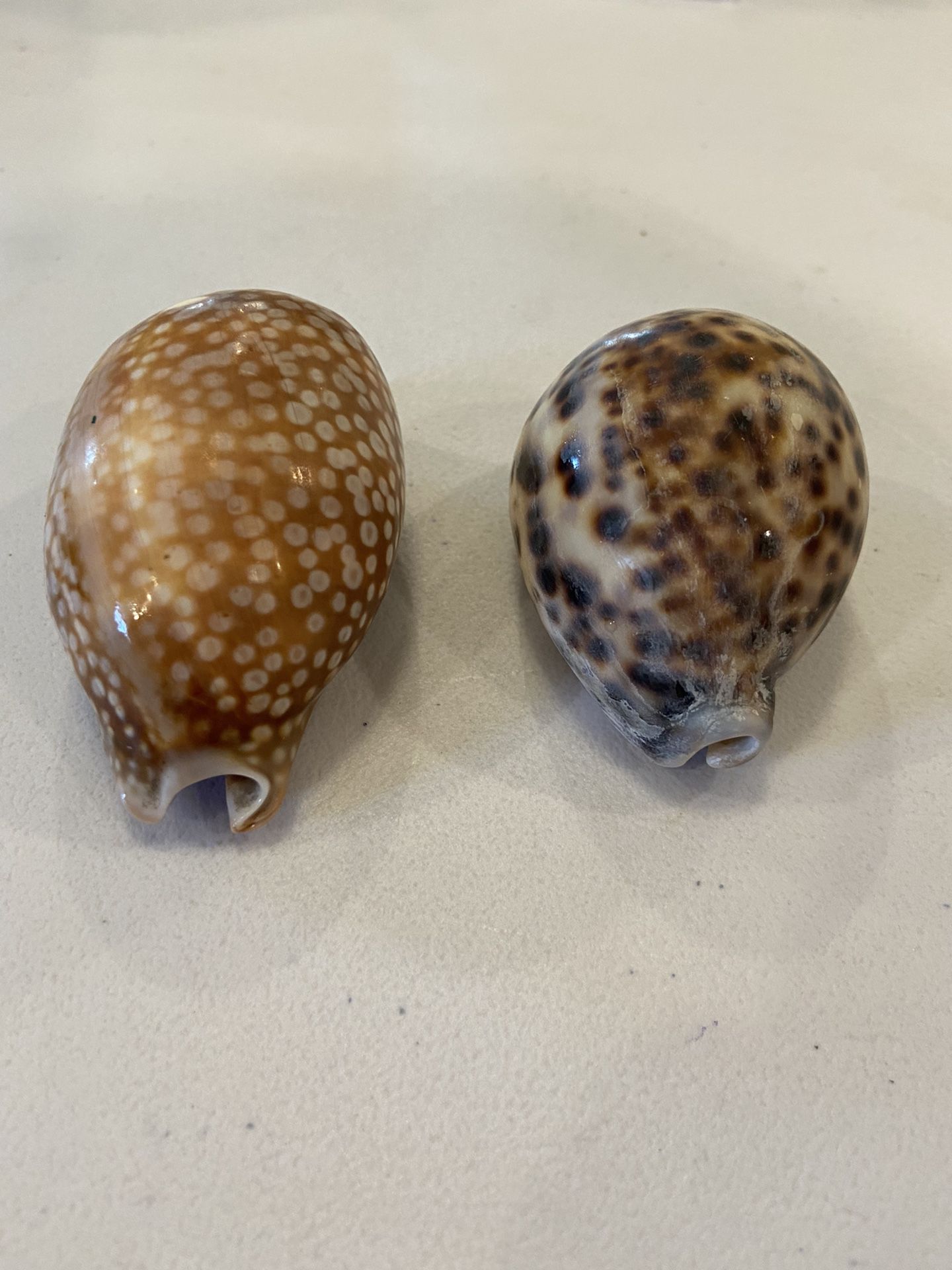 2 Beautiful Natural Sea Shells. Each Are About 3-4in X 2in