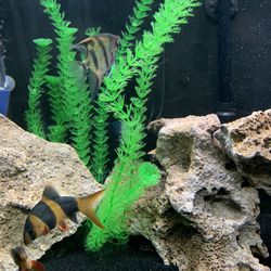 Fish Tank  Thumbnail