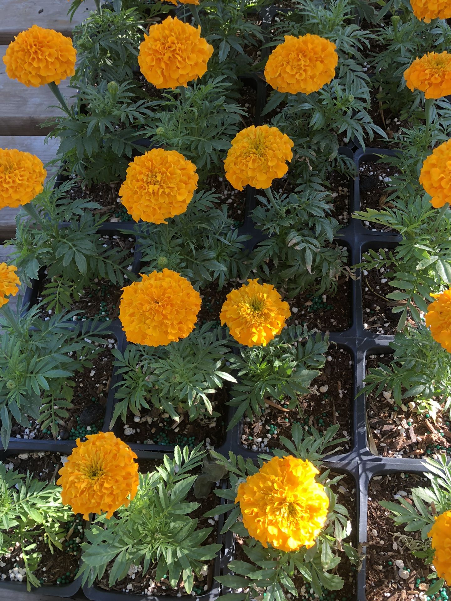 Marigold (cempasúchil flor) Mexican marigold plant for