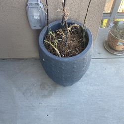 Large Plant Pot With Plant 🌱  Thumbnail