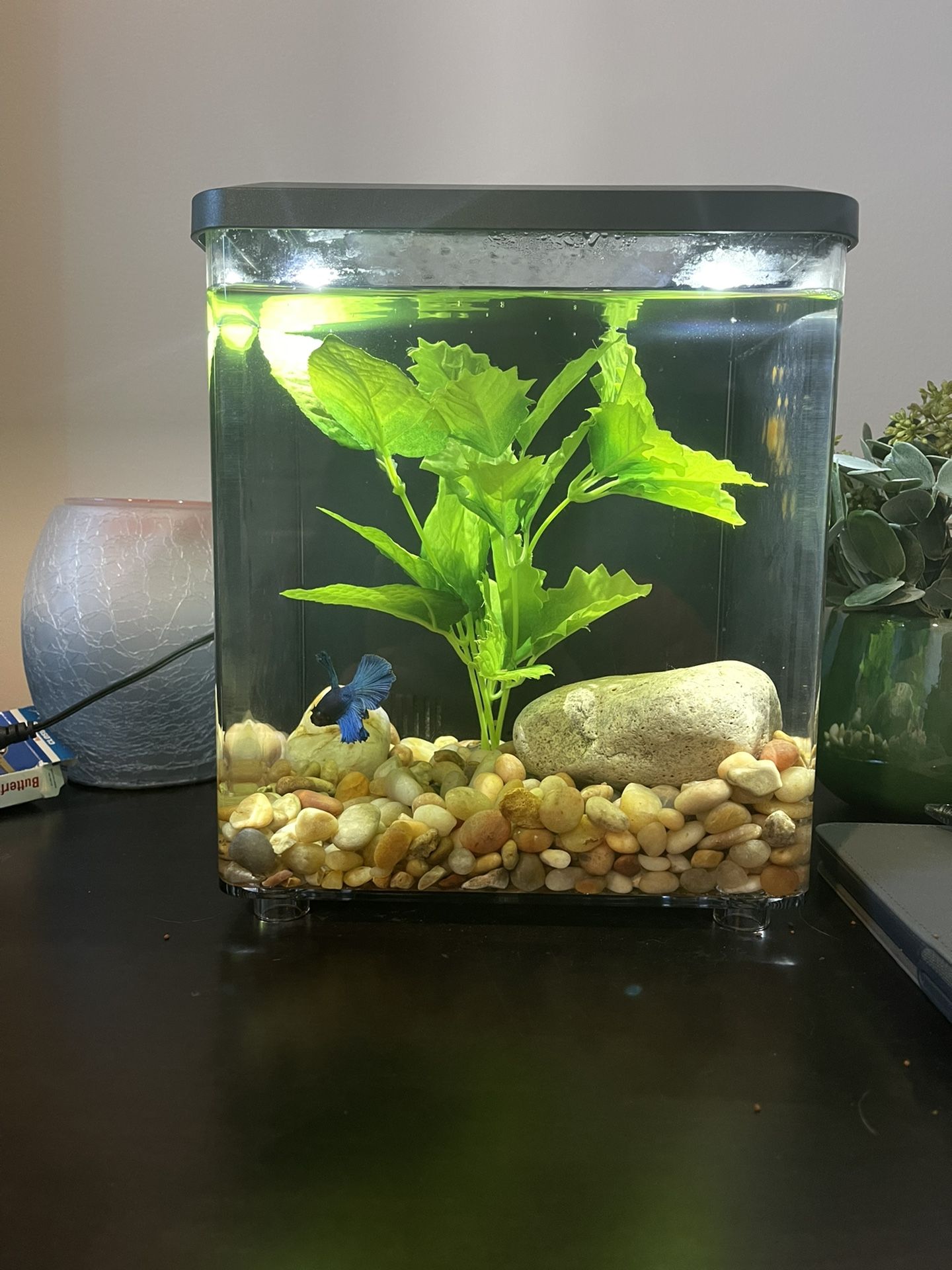 Betta Fish And Aquarium