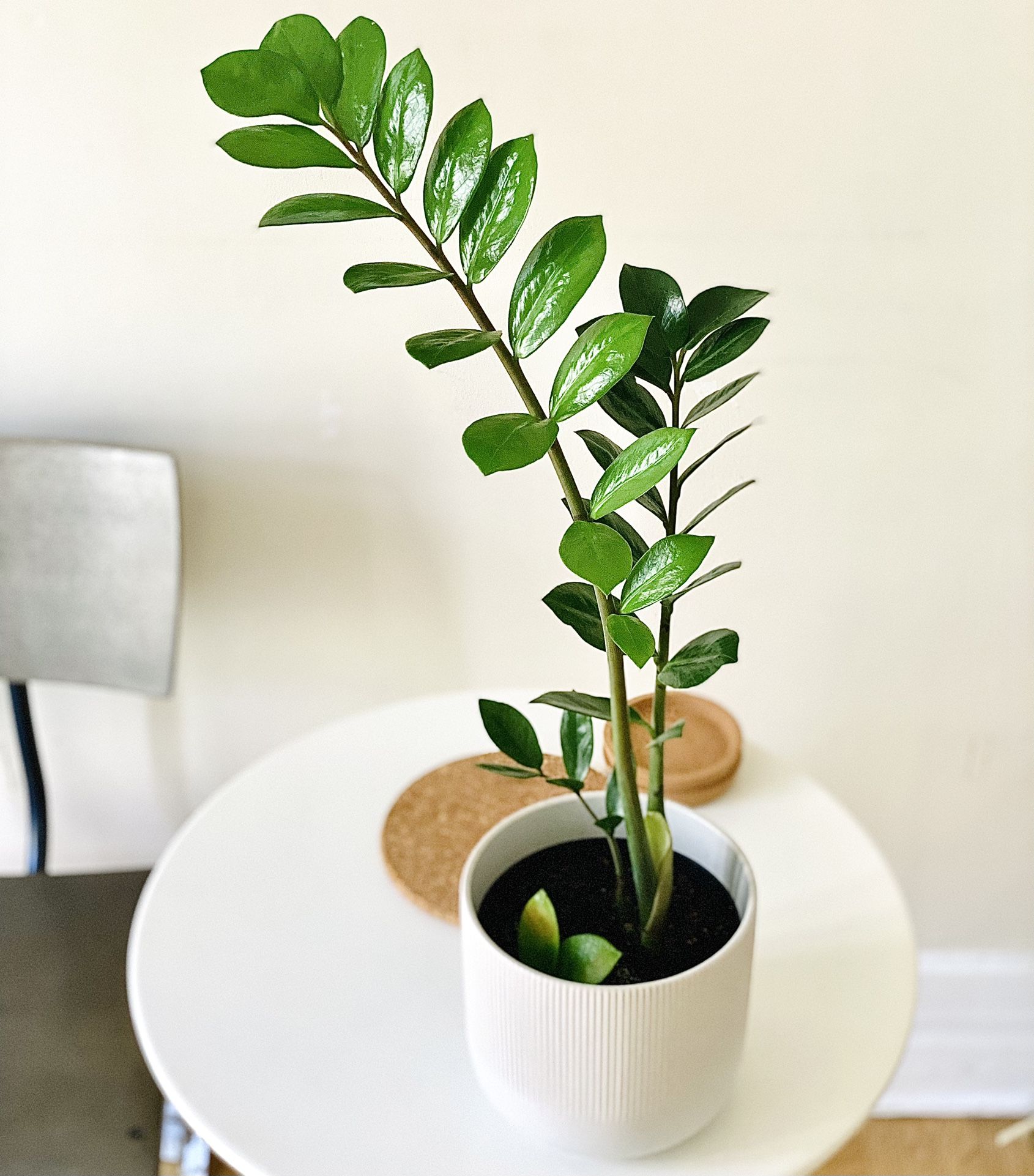 Zz Plant In 6” Ceramic Planter for Sale in Los Angeles, CA