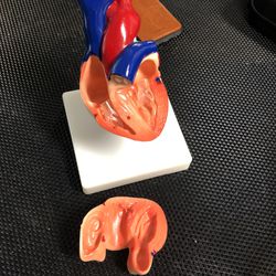 Heart model!! 6.5” Tall, Base 4.5x4.5 Thumbnail