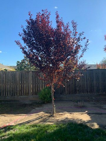 FREE... Japanese Plumb tree...FREE