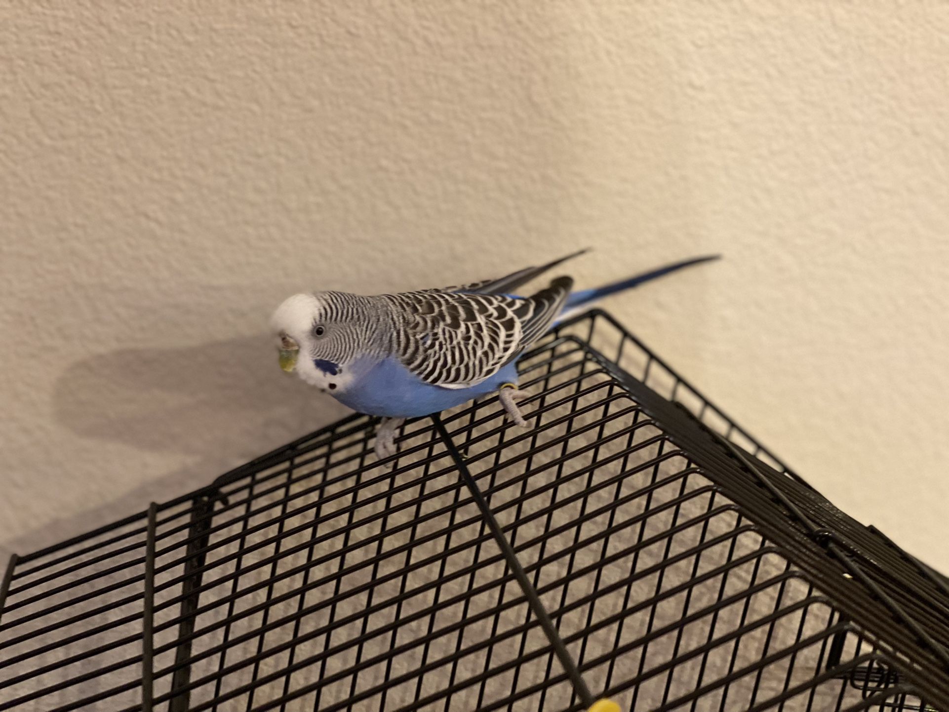 Bird Cage