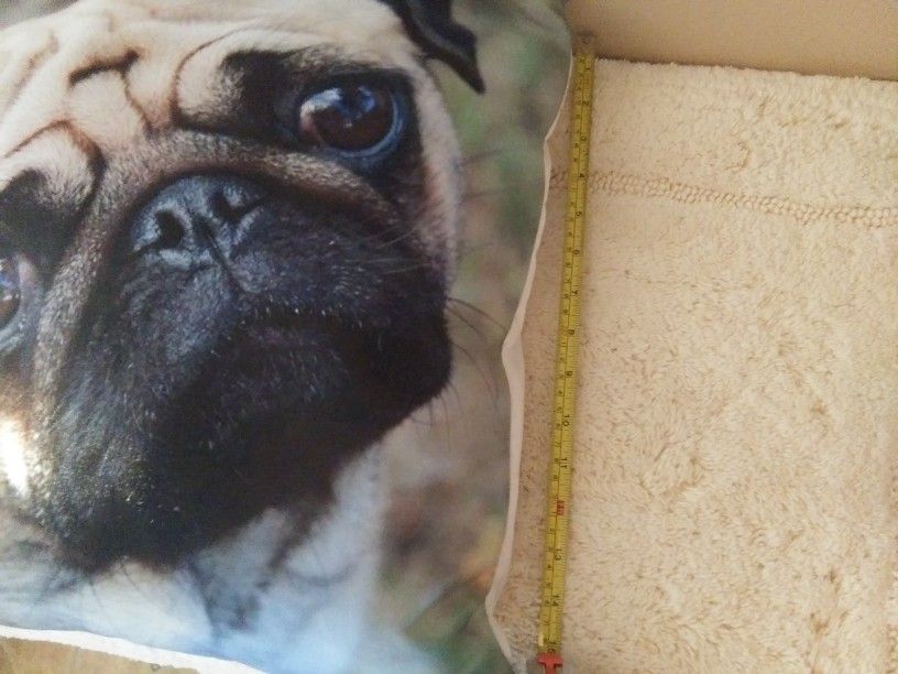 Pug Pictures & Pillow