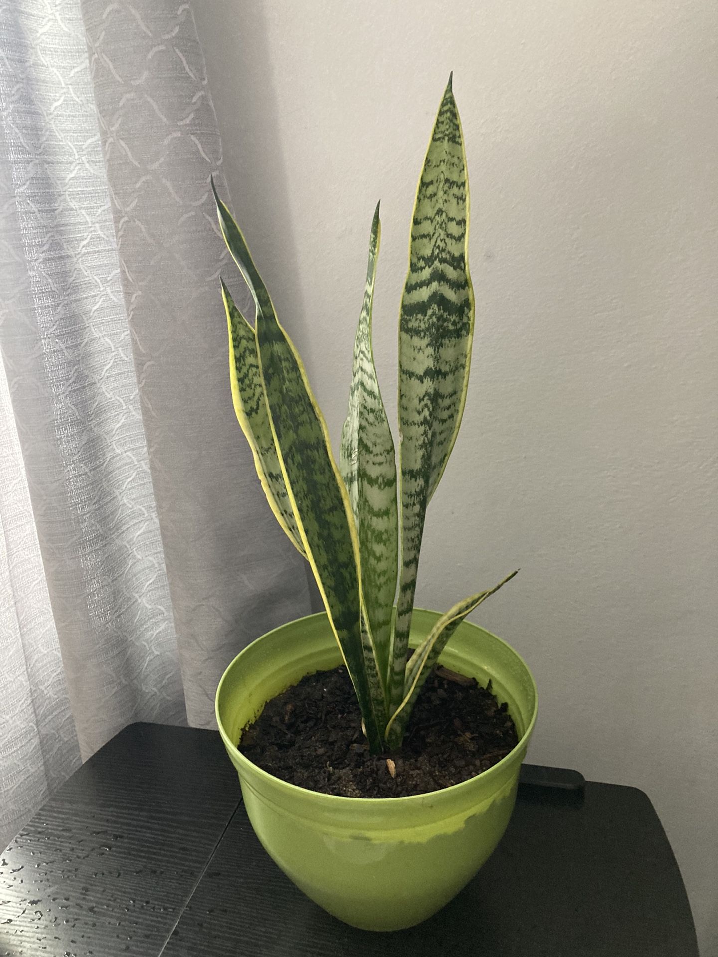 20” Snake Plant for Sale in Hampton, VA OfferUp