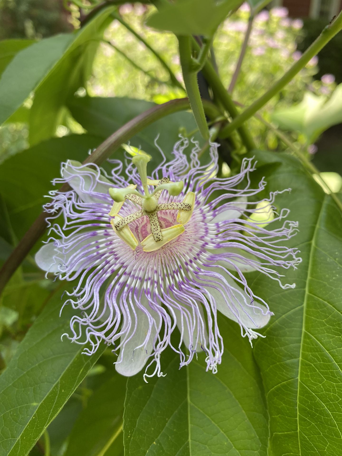 Passionflower Plant Live Starters