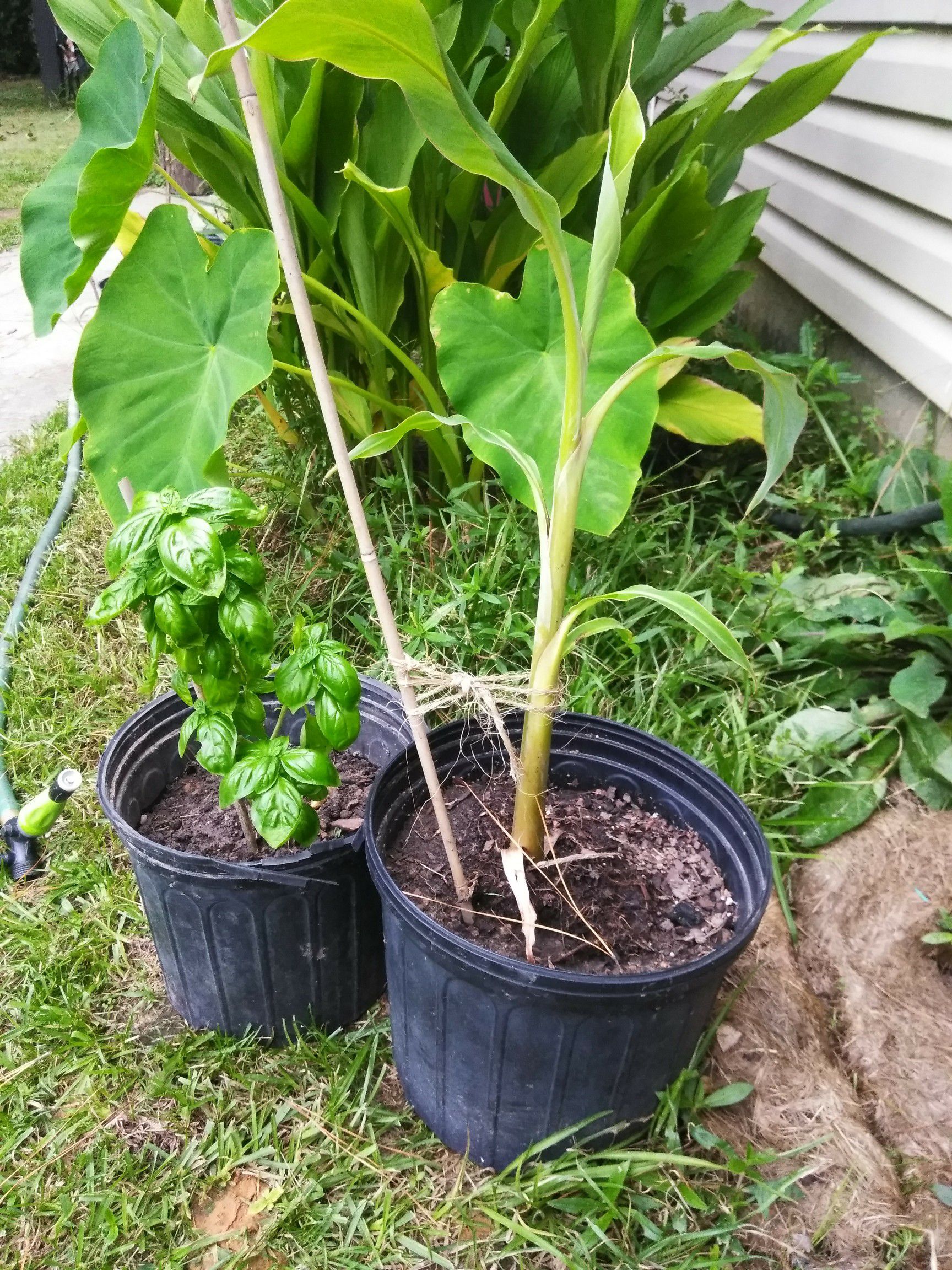 Plants Elephant Ears and Banana plants