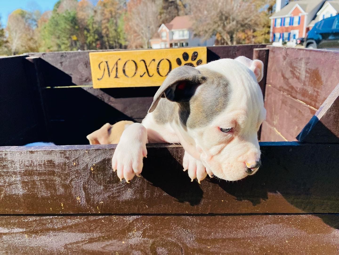 Puppy Boxes!!