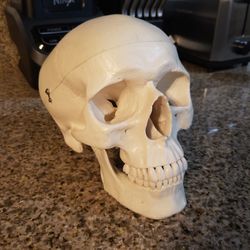 Life Sized Human Skull Anatomy Model Thumbnail
