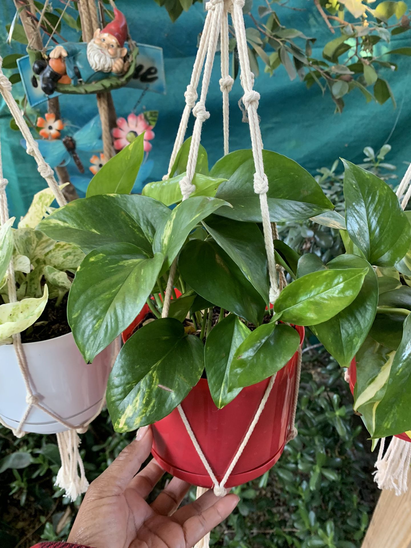 Pathos Plants Indoor Small Con Colgadera De Macramé  $15 Each